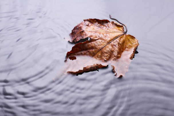 Листья сухие осенью  - Фото, изображение