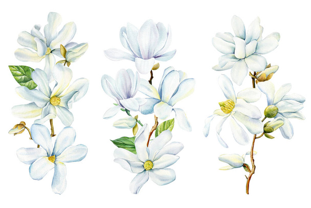 Magnolia flowers on isolated background, watercolor white flowers, spring flora for design. Floral Clip art. High quality illustration - Fotó, kép
