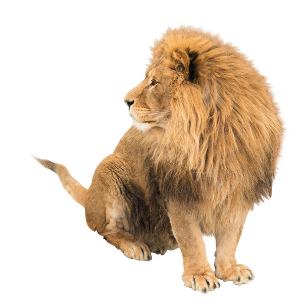 Le vieux lion. Alpha mâle. isolé
 - Photo, image