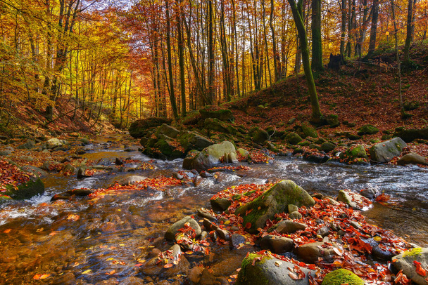 water stream in the beech woods. wonderful nature landscape in fall season. scenery with trees in autumn colors on a sunny day - Photo, Image