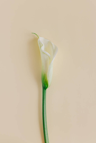 Gyönyörű fehér Calla Lilies virág sárga pasztell háttér. Lapos fekvés. A szöveg helye. - Fotó, kép