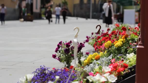 Personnes et fleurs Vue sur la rue
 - Séquence, vidéo