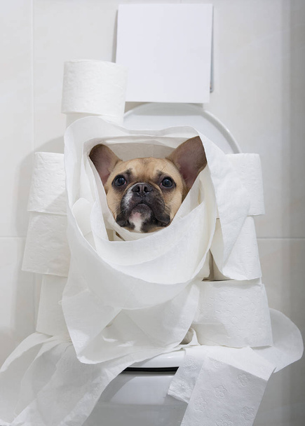 Un perro divertido de la raza Bulldog francés, abriendo sus grandes ojos negros, se sienta envuelto en numerosos rollos de papel higiénico blanco en un inodoro blanco en un acogedor baño. - Foto, Imagen