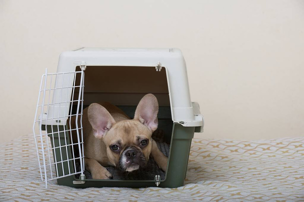 Transport psów. Francuski buldog ze smutnym pyskiem leży w otwartym dużym plastikowym pudełku i podnosi głowę ostrożnie patrząc w kamerę. Pies jest gotowy do podróży.. - Zdjęcie, obraz