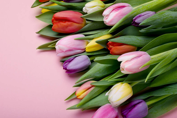 Beautiful colorful tulips on pale pink background - Photo, Image