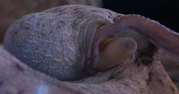 Respirační systém chobotnice vulgaris, ukazuje složitý proces dýchání v těchto fascinujících tvorů - Záběry, video