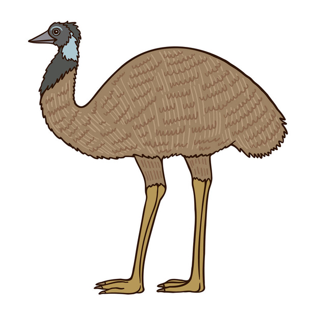 Emu Aussie bird color vector character. Side view standing figure. Full body wild creature on white. Simple cartoon style illustration - ベクター画像