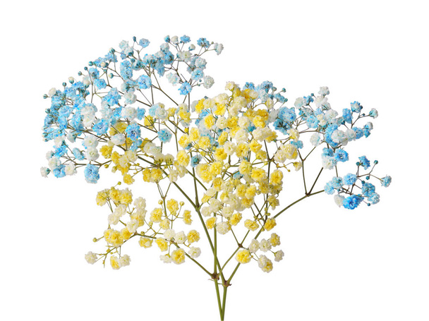 Beautiful colorful gypsophila flowers on white background - Foto, imagen