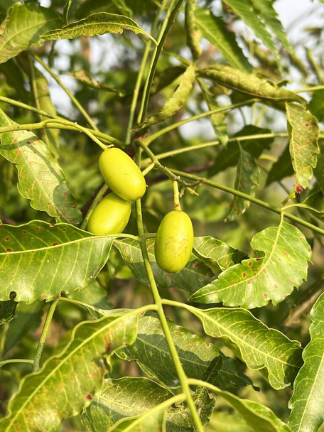 зеленый плод нима на дереве - Фото, изображение
