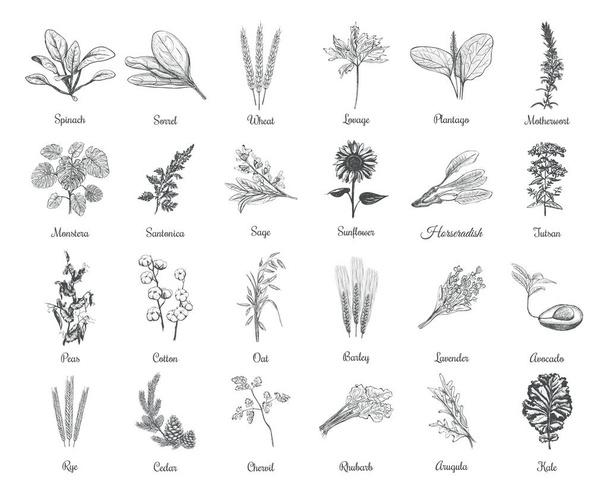 Kolekcja ziół i roślin wektor ilustracji. Zioła i rośliny ręcznie rysunek - Wektor, obraz
