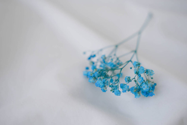 Beyaz kumaş arka planda güzel mavi çigila çiçekleri. - Fotoğraf, Görsel