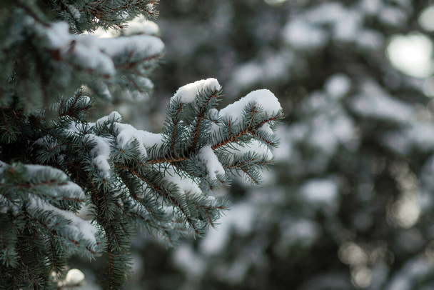 snowy branches of a Christmas tree in a winter forest - 写真・画像