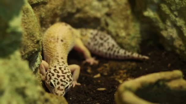 Lampart Gecko jaszczurka - Materiał filmowy, wideo