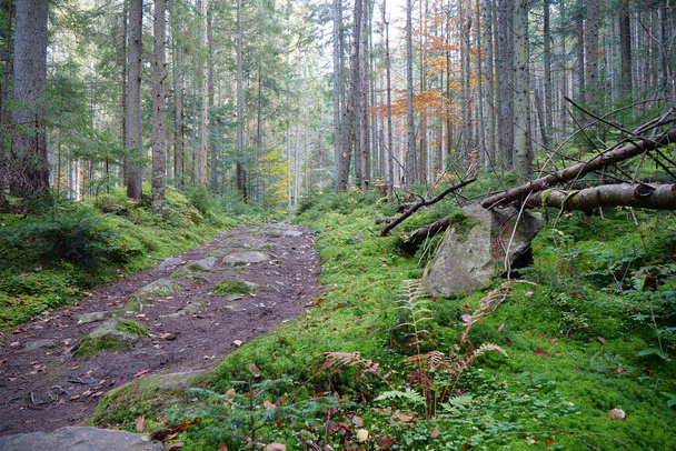Belle faune, épaisse de la forêt, mousse verte recouverte de terre et de pierres - Photo, image