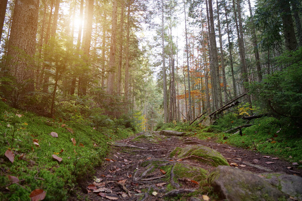 Ścieżka w pięknym jesiennym lesie. Liście opadają, liście leżą na szlaku w lesie, defoliacja drzew - Zdjęcie, obraz