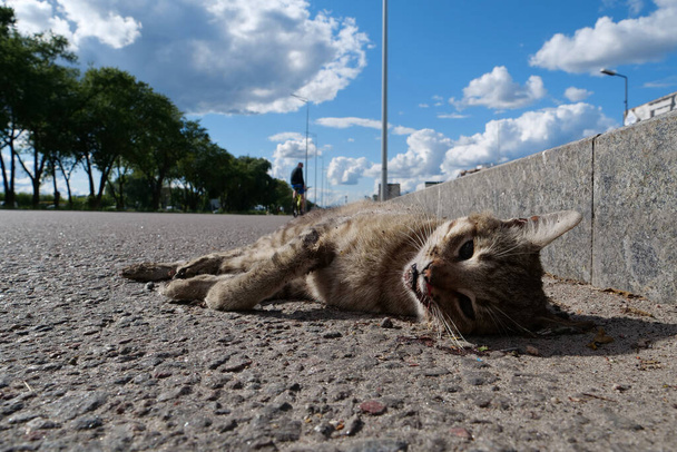 Мертвая кошка лежит на шоссе, машины едут по дороге. Кот перебежал дорогу и был сбит машиной. Ты не можешь переходить дорогу не в том месте - Фото, изображение
