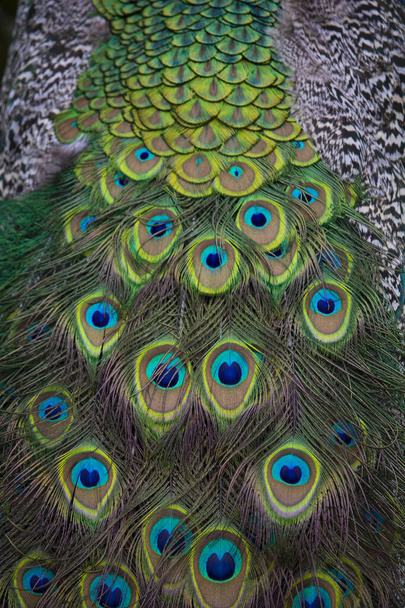 Plumas de pavo real de cerca. Búho real indio. Pavo cristatus. Foto de alta calidad - Foto, Imagen