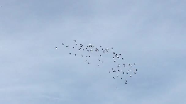 стадо скворцовых птиц, летающих по небу, кружатся в группе - видео со склада  - Кадры, видео
