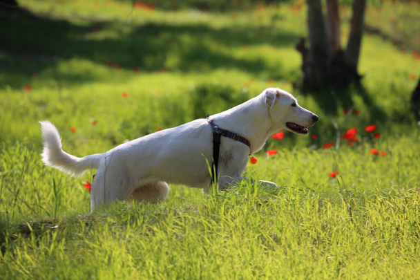 El perro Canaán Blanco escucha atentamente las órdenes. Entrenamiento de perros - Foto, imagen