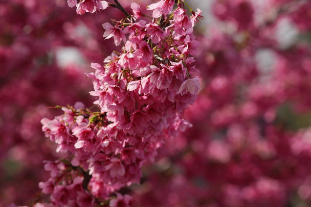 Zblízka růžová sakura, kvetoucí od konce března do začátku dubna, převzata z Hamamatsu Japonska. - Fotografie, Obrázek