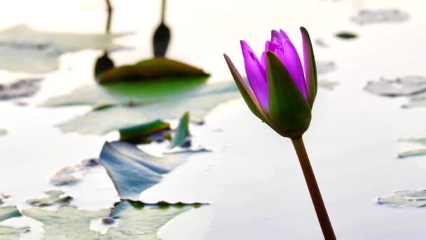 Violet lotus flowers in the pond - Materiał filmowy, wideo