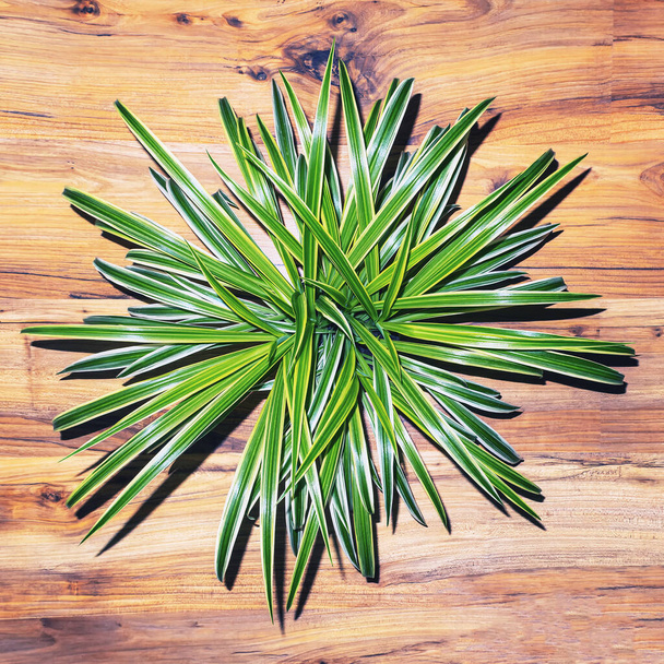 Chlorophytum comosum beautiful plant in room on pine wood floor top view - Photo, Image