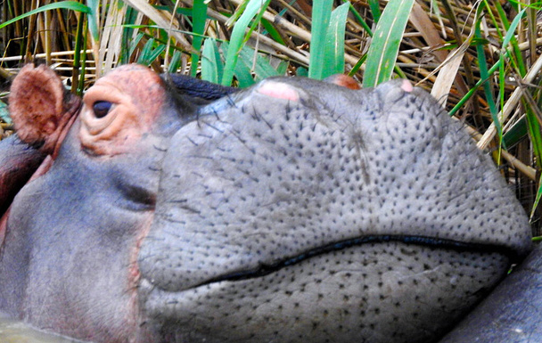 Hippopotamus, Umfolozi Ulusal Parkı - Güney Afrika - Fotoğraf, Görsel