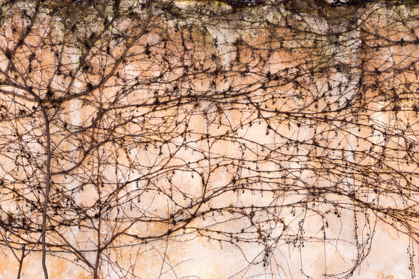 Eski taş duvardaki gövdeleri ve dalları creepers kuru. Tasarım için arka plan olarak - Fotoğraf, Görsel