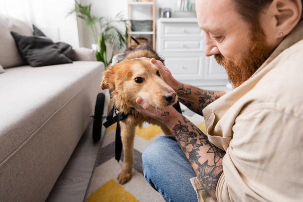 Бородатый мужчина с татуировкой ласкает собаку-инвалида на инвалидном кресле возле дивана дома  - Фото, изображение