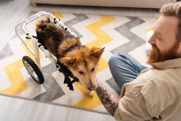 Magas szög kilátás tetovált férfi mosolygós és simogató mozgássérült kutya tolószéken otthon  - Fotó, kép