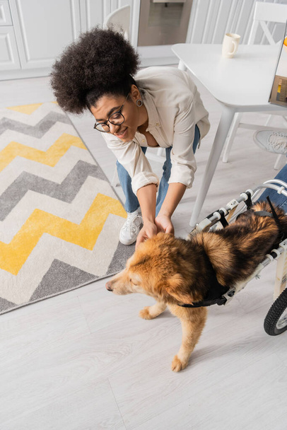 High angle view of smiling african american woman petting disabled dog in kitchen  - 写真・画像
