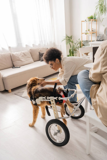 African american woman in glasses petting disabled dog in wheelchair at home  - Zdjęcie, obraz