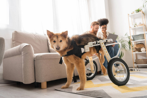 Cão com deficiência em cadeira de rodas em pé perto de casal multiétnico borrado com laptop em casa  - Foto, Imagem