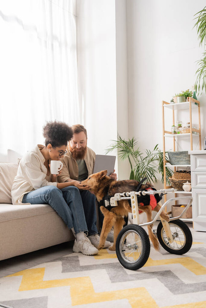 Smiling multiethnic couple with coffee and laptop petting disabled dog at home  - Foto, Bild