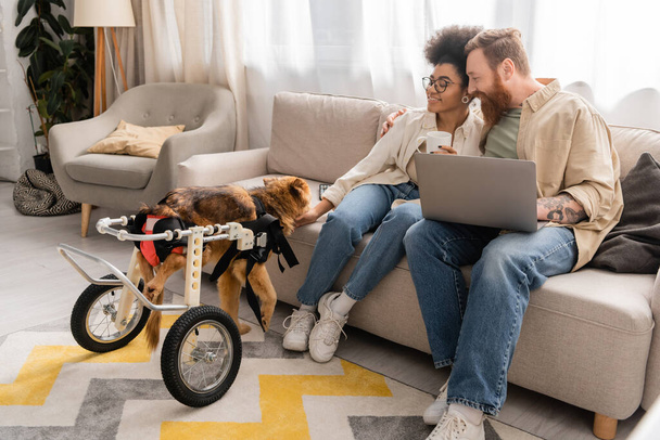 Positives multiethnisches Paar mit Kaffee und Laptop mit Blick auf behinderten Hund im Wohnzimmer  - Foto, Bild