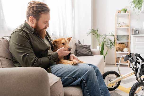 Adult bearded man petting dog with special need near wheelchair at home  - Foto, afbeelding