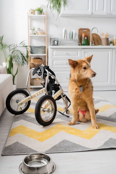 Handicapped dog sitting near wheelchair and bowl at home  - Фото, изображение