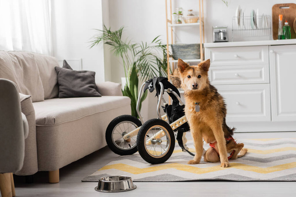 Dog with special need looking at camera near bowl and wheelchair at home  - Valokuva, kuva