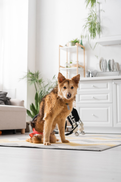 Handicapped dog looking at camera near blurred wheelchair at home  - Фото, изображение