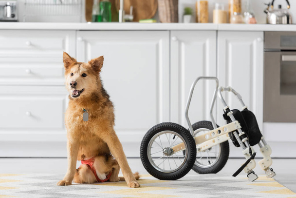 Disabled dog sitting on floor near wheelchair at home  - Foto, imagen