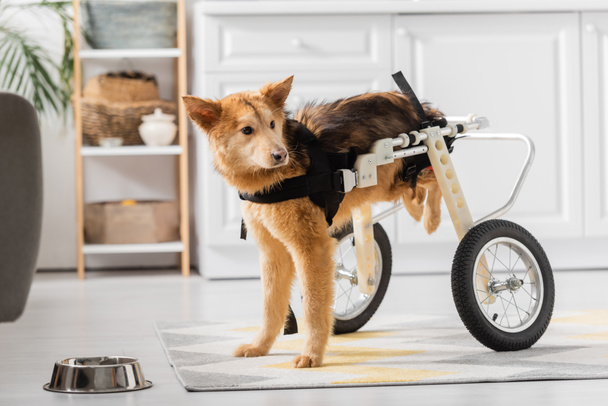 Σκύλος ανάπηρος σε αναπηρική καρέκλα στέκεται κοντά μπολ στο πάτωμα στο σπίτι  - Φωτογραφία, εικόνα
