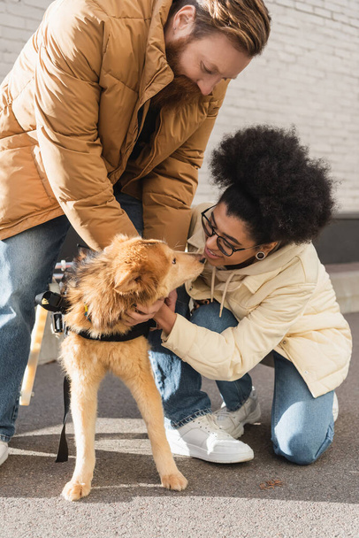 Positive african american woman petting dog with special needs near boyfriend outdoors  - Foto, imagen