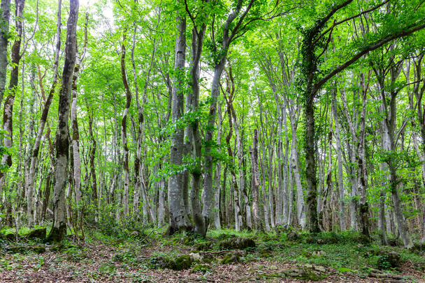Bosque de Colchis, bosque relicto protegido con árboles cubiertos de musgo y líquenes en la estricta reserva natural de Sataplia, Cáucaso, Georgia. - Foto, imagen