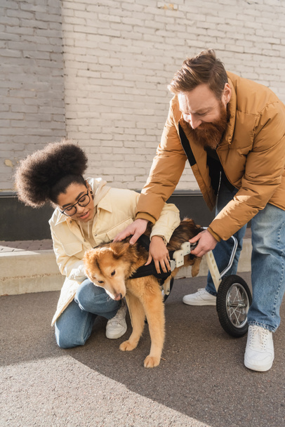 Positive multiethnic couple taking care of disabled dog in wheelchair on urban street  - Photo, image