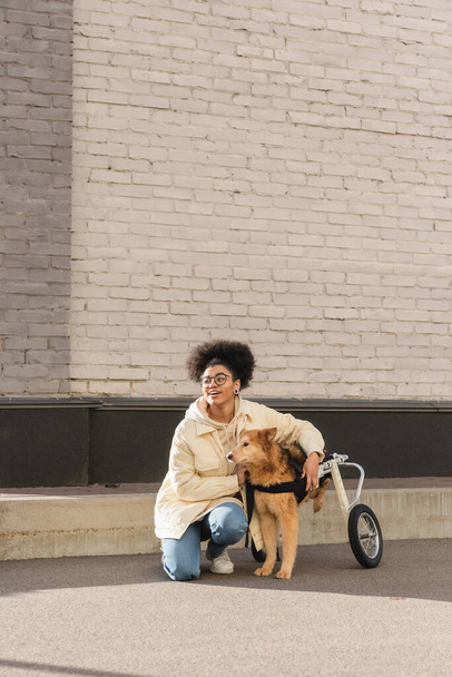 Positive african american woman looking away near disabled dog in wheelchair on urban street  - Foto, imagen