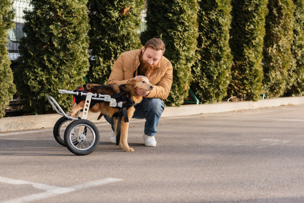 Man with beard taking care of disabled dog in wheelchair  - Photo, Image