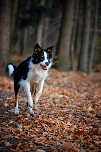 Border collie, purebred dog, dog training, smart dog, portraits of dog, - Фото, изображение