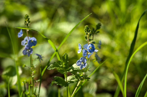 Closeup on the brlliant blue flowers of germander speedwell, Veronica chamaedrys - Photo, Image