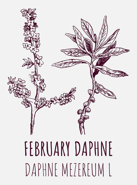 FEBRUÁR DAPHNE rajzai. Kézzel rajzolt illusztráció. Latin név Daphne mezereum L. - Fotó, kép