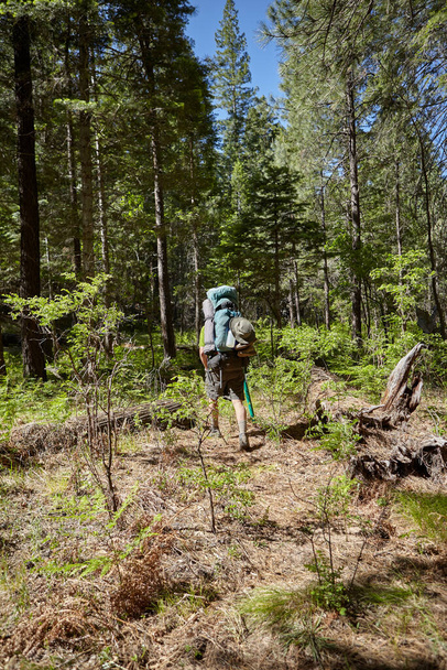 Rear view of backpacker walking in forest on sunny day - Fotoğraf, Görsel